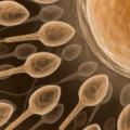 Sukure sperma.jpg